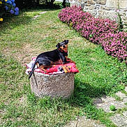 R'Mione a rejoint le concours — aidez-le/la à gagner de superbes lots ! dog, black_dog, outdoor, garden, grass, stone_pedestal, blanket, flowers, pink_flowers, greenery, sunlight, stone_wall, window, hydrangea, pathway, pet, canine, relaxed, nature, summer