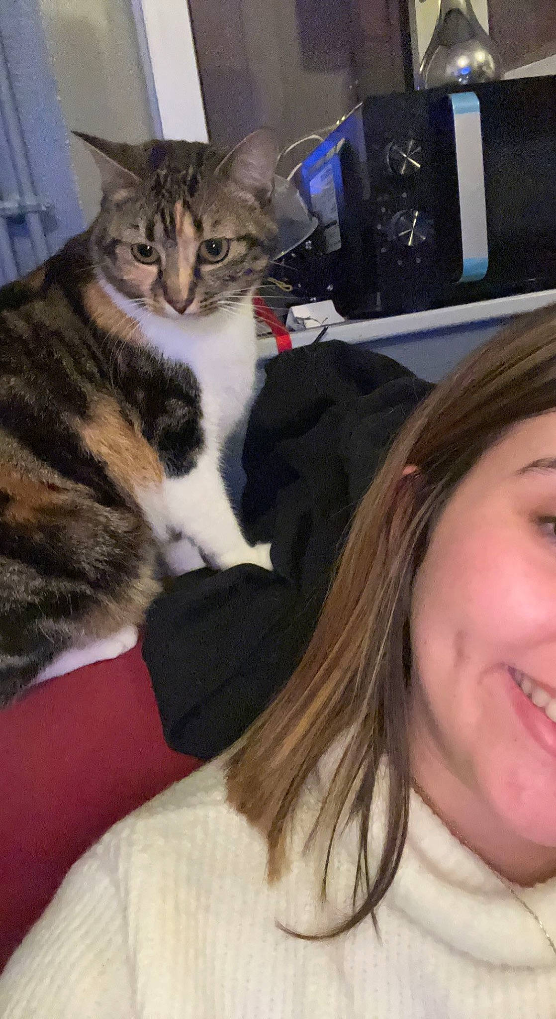 Savannah participe au concours pour gagner de l'argent avec cette photo : bangs, carnivore, cat, comfort, domestic_short_haired_cat, eyelash, eyewear, feathered_hair, felidae, fur, happy, lap, layered_hair, mammal, paw, selfie, sitting, small_to_medium_sized_cats, smile, whiskers