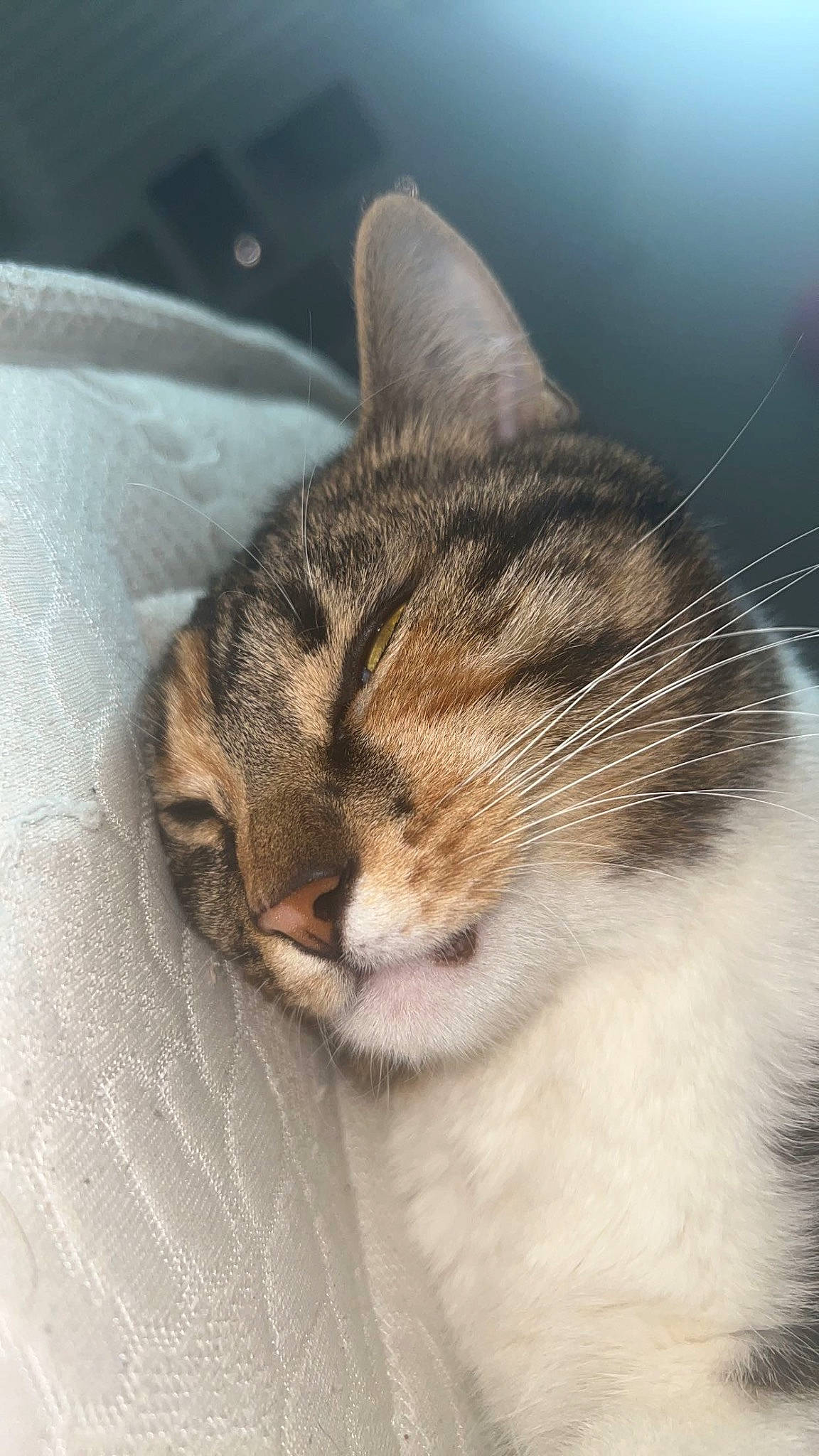 Savannah a rejoint le concours — aidez-le/la à gagner de superbes lots ! carnivore, cat, cloud, domestic_short_haired_cat, felidae, fur, paw, sky, sleep, small_to_medium_sized_cats, snout, tail, terrestrial_animal, whiskers, wildlife