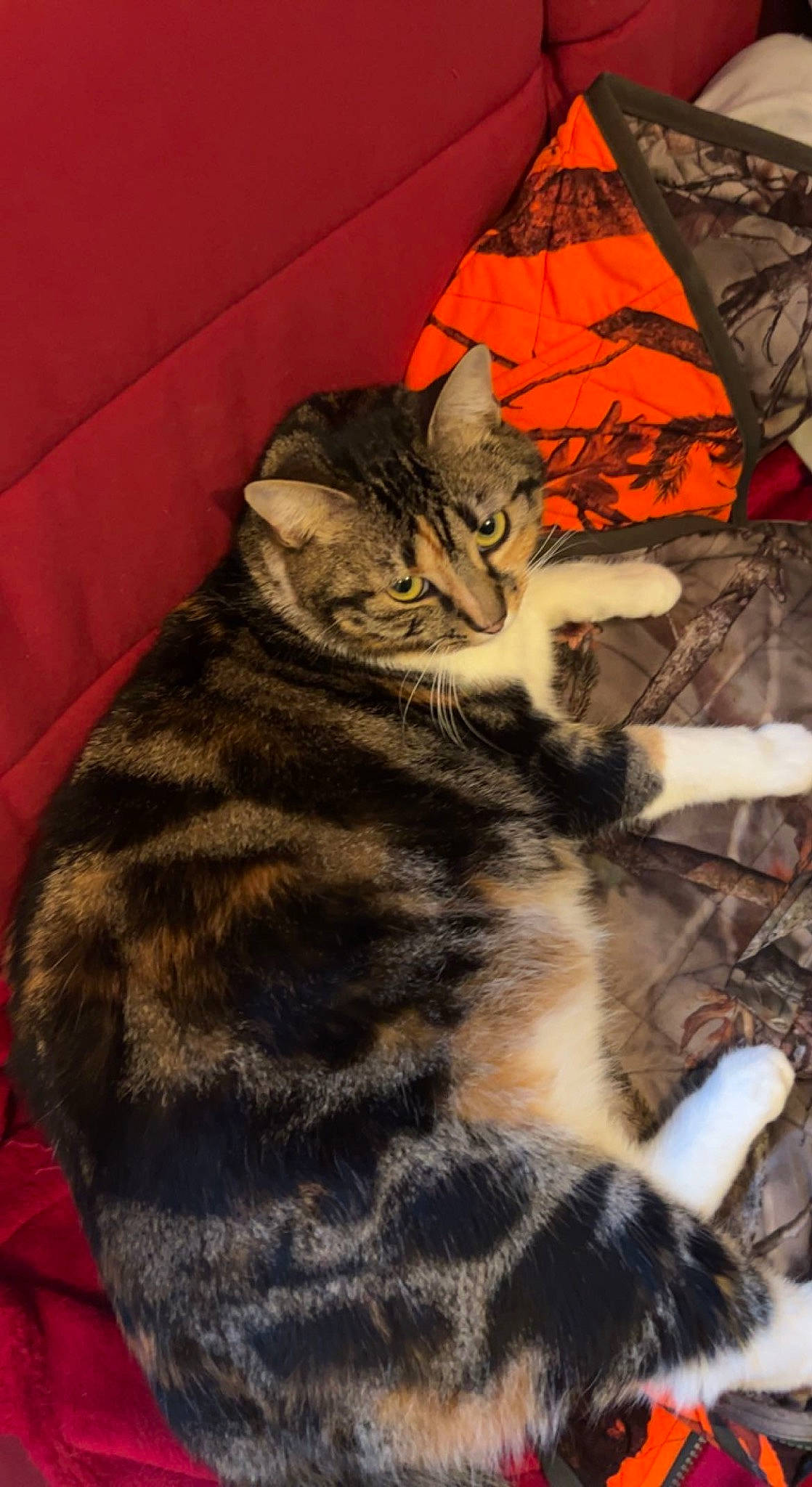 Savannah a rejoint le concours — aidez-le/la à gagner de superbes lots ! carnivore, cat, claw, comfort, domestic_short_haired_cat, fawn, felidae, fur, nap, pattern, paw, sleep, small_to_medium_sized_cats, snout, tail, terrestrial_animal, whiskers