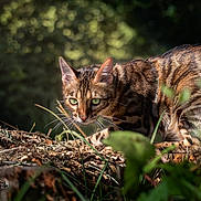 Aly a rejoint le concours — aidez-le/la à gagner de superbes lots ! alert, animal, bengal_cat, bokeh, cat, crouching, ears, feline, foliage, forest, grass, green_eyes, nature, outdoors, pet, spotted_coat, striped_coat, whiskers, wildlife, woodland