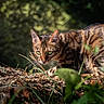 alert, animal, bengal_cat, bokeh, cat, crouching, ears, feline, foliage, forest, grass, green_eyes, nature, outdoors, pet, spotted_coat, striped_coat, whiskers, wildlife, woodland