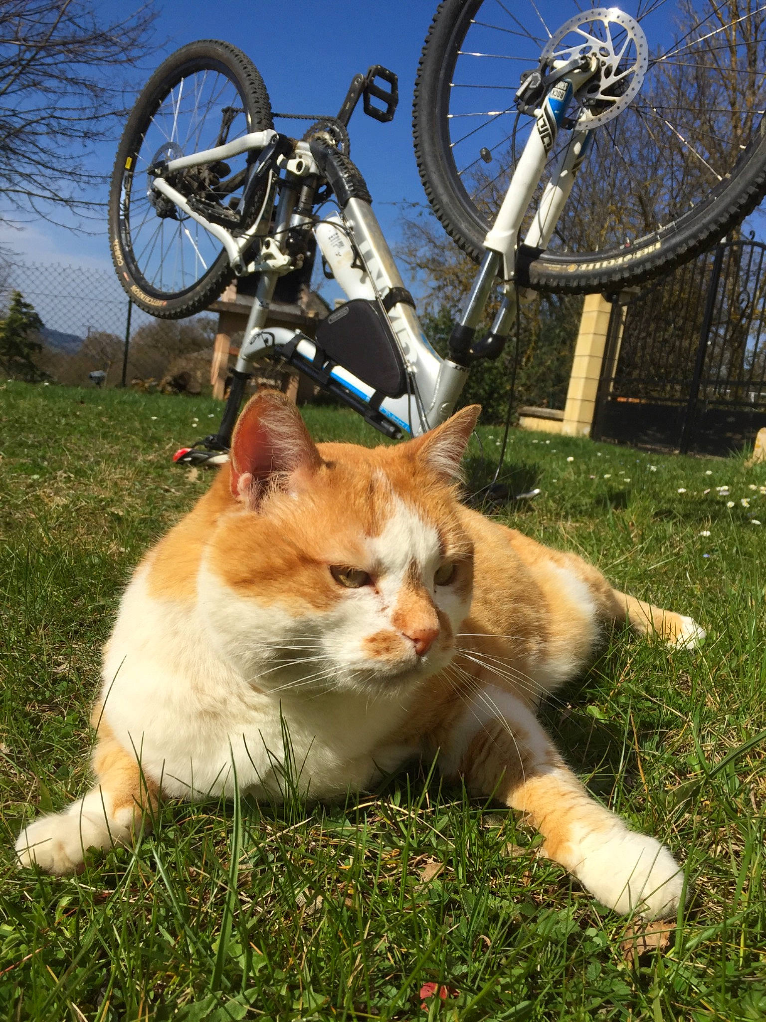 Cana participe au concours pour gagner de l'argent avec cette photo : aegean_cat, bicycle, bicycle_accessory, bicycle_wheel, carnivore, cat, fawn, felidae, grass, small_to_medium_sized_cats, tail, vehicle, wheel, whiskers