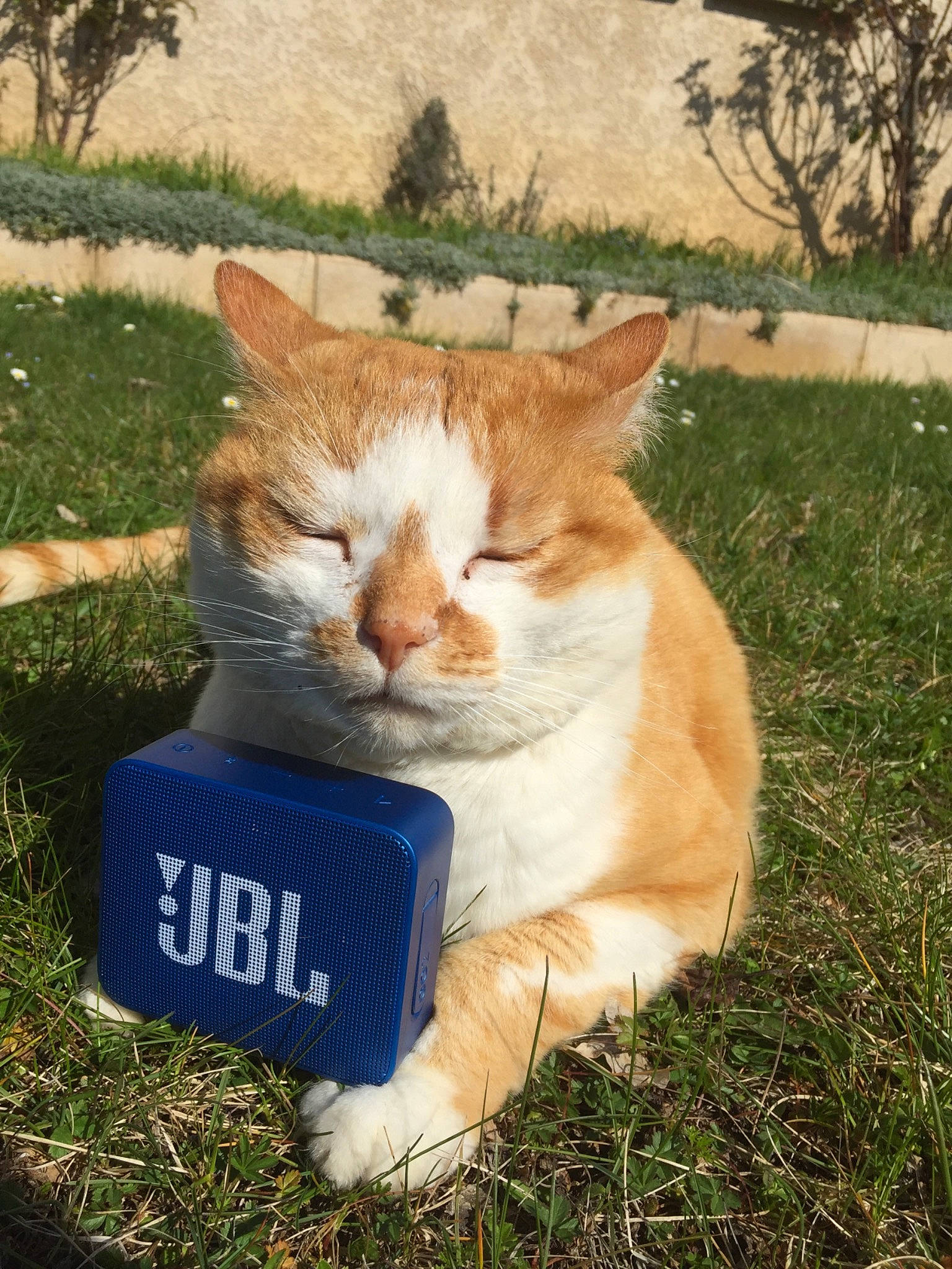 Cana a rejoint le concours — aidez-le/la à gagner de superbes lots ! aegean_cat, carnivore, cat, domestic_short_haired_cat, european_shorthair, fawn, felidae, grass, plant, polydactyl_cat, small_to_medium_sized_cats, tail, tree, whiskers