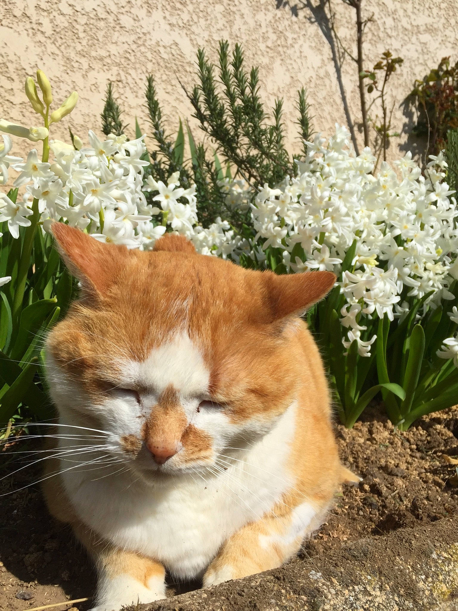 Cana a rejoint le concours — aidez-le/la à gagner de superbes lots ! aegean_cat, american_wirehair, botany, carnivore, cat, domestic_short_haired_cat, european_shorthair, fawn, felidae, flower, fur, german_rex, grass, kitten, mammal, plant, small_to_medium_sized_cats, spring, tabby_cat, whiskers