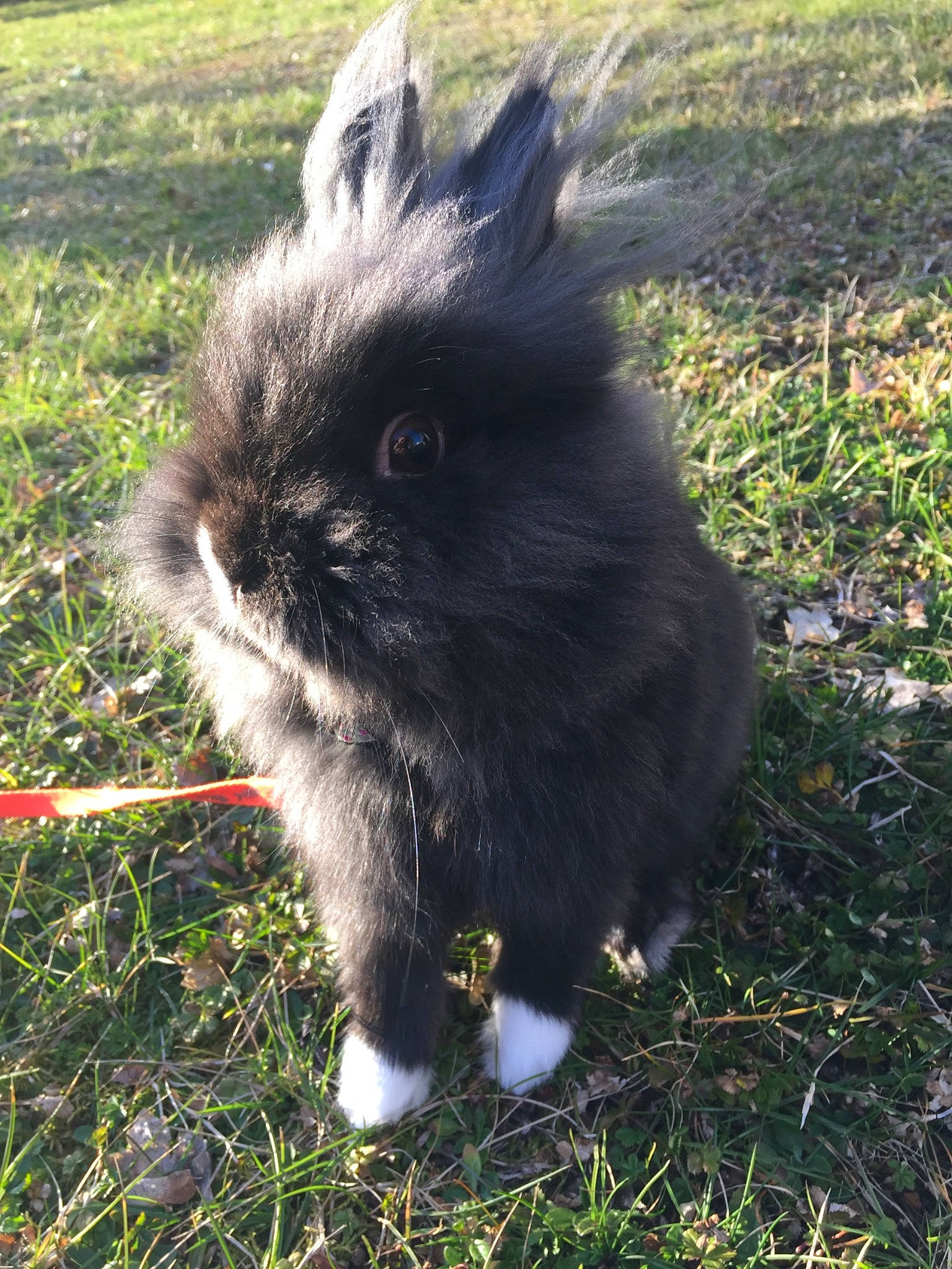 Sushi a rejoint le concours — aidez-le/la à gagner de superbes lots ! angora_rabbit, companion_dog, dog_breed, domestic_rabbit, ear, fawn, grass, hare, mammal, plant, rabbit, rabbits_and_hares, snout, tail, whiskers