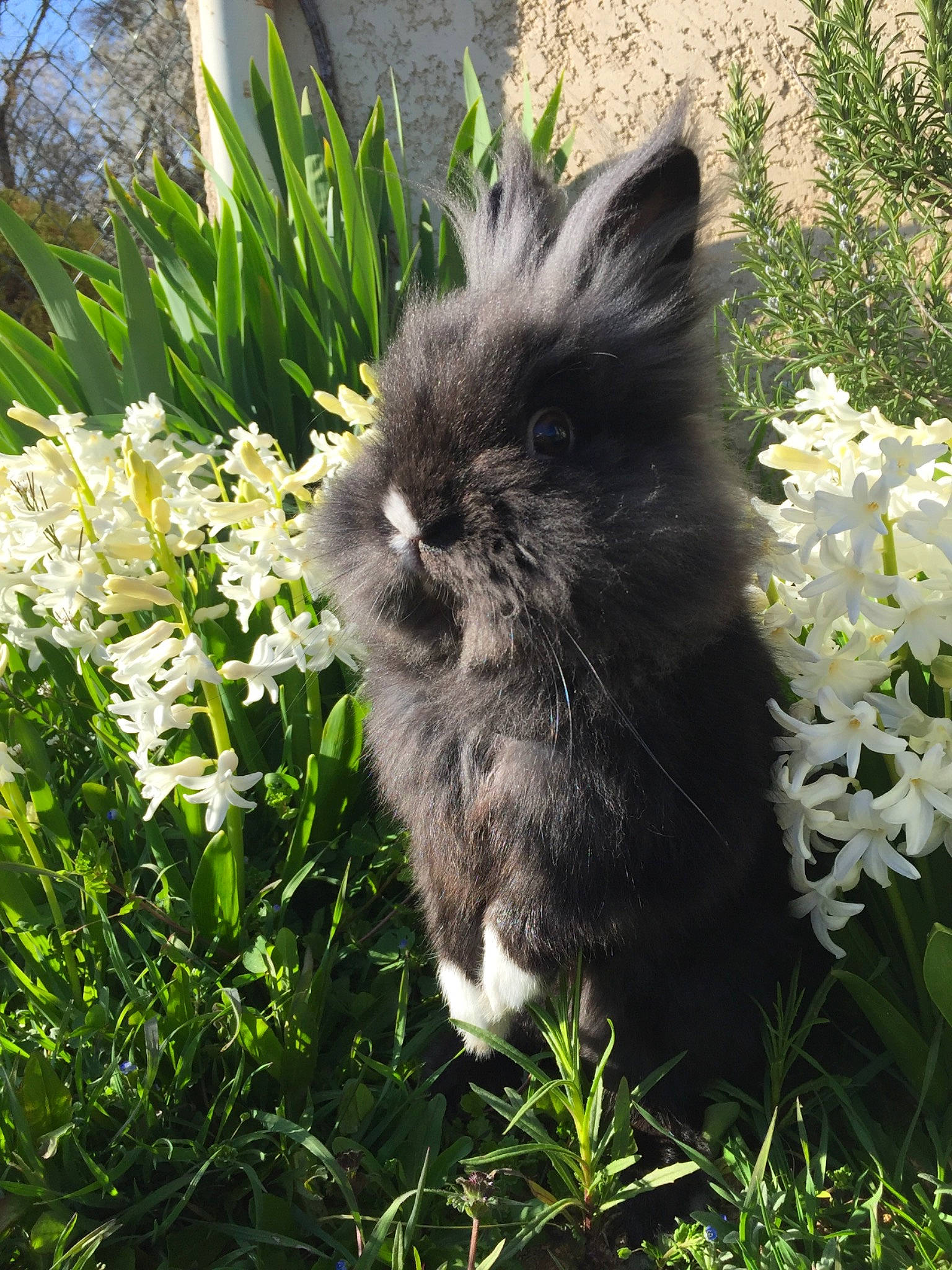Sushi participe au concours pour gagner de l'argent avec cette photo : british_longhair, british_semi_longhair, carnivore, cat, domestic_long_haired_cat, felidae, flower, fur, grass, mammal, norwegian_forest_cat, persian, plant, ragamuffin, small_to_medium_sized_cats, whiskers