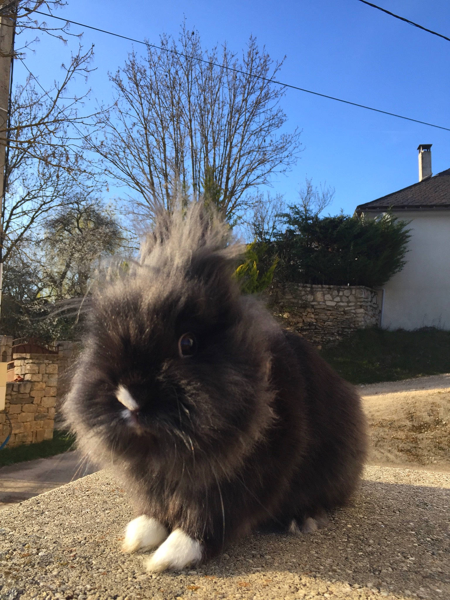 Sushi participe au concours pour gagner de l'argent avec cette photo : angora_rabbit, cat, domestic_rabbit, fawn, felidae, fur, grass, plant, rabbit, rabbits_and_hares, skin, snout, tail, whiskers