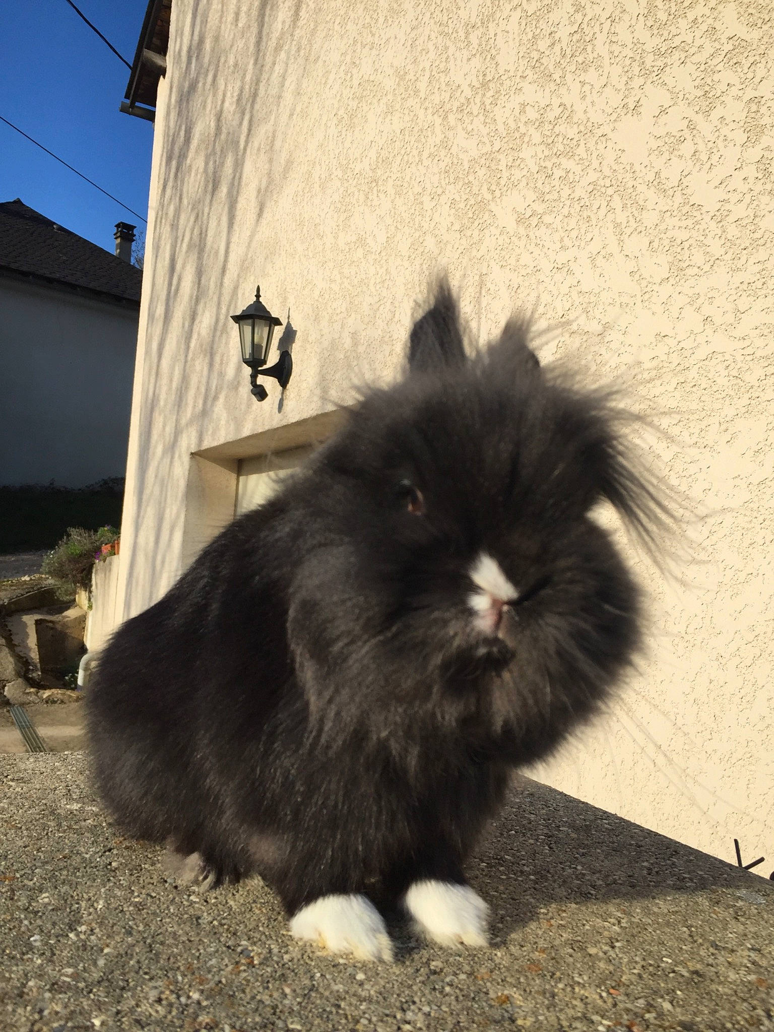 Sushi participe au concours pour gagner de l'argent avec cette photo : black, black_and_white, cat, domestic_long_haired_cat, domestic_rabbit, ear, eye, felidae, fur, grass, mammal, nose, organism, persian, rabbit, skin, small_to_medium_sized_cats, snout, tail, whiskers