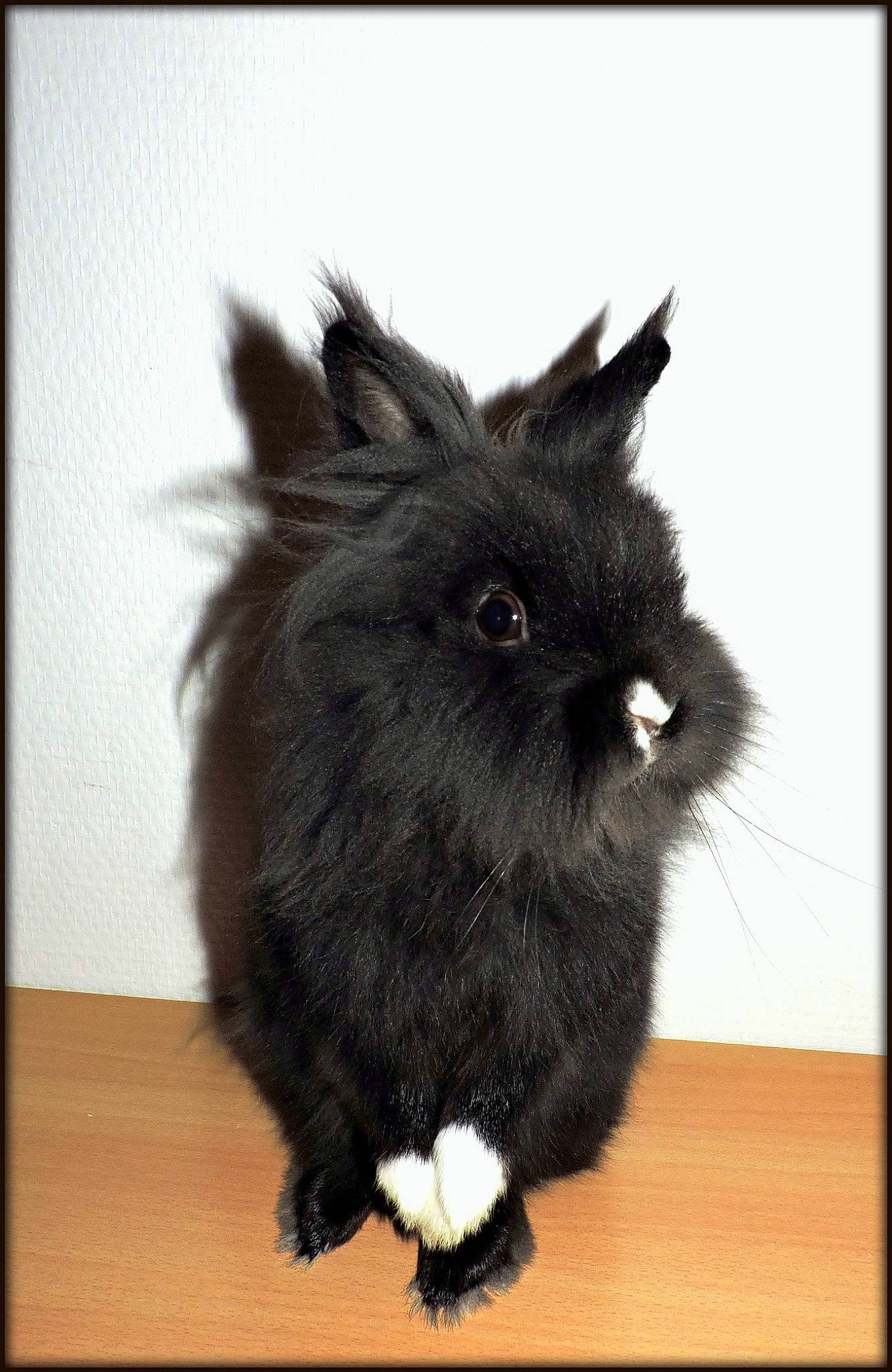 Sushi a rejoint le concours — aidez-le/la à gagner de superbes lots ! angora_rabbit, cat, domestic_rabbit, fur, rabbit, rabbits_and_hares, snout, whiskers