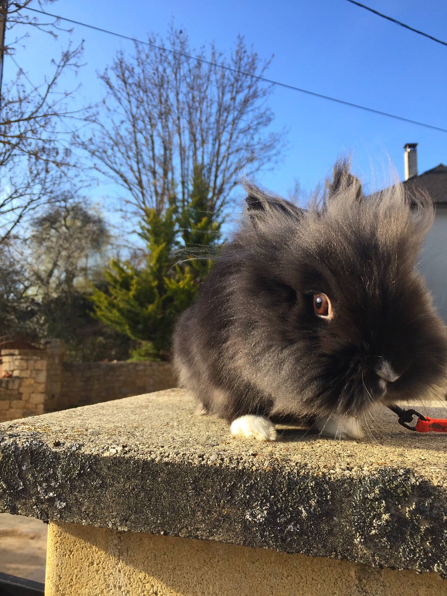 Sushi participe au concours pour gagner de l'argent avec cette photo : angora_rabbit, asian_semi_longhair, british_longhair, british_semi_longhair, cat, domestic_long_haired_cat, domestic_rabbit, fawn, felidae, fur, plant, rabbit, rabbits_and_hares, sky, small_to_medium_sized_cats, snout, whiskers