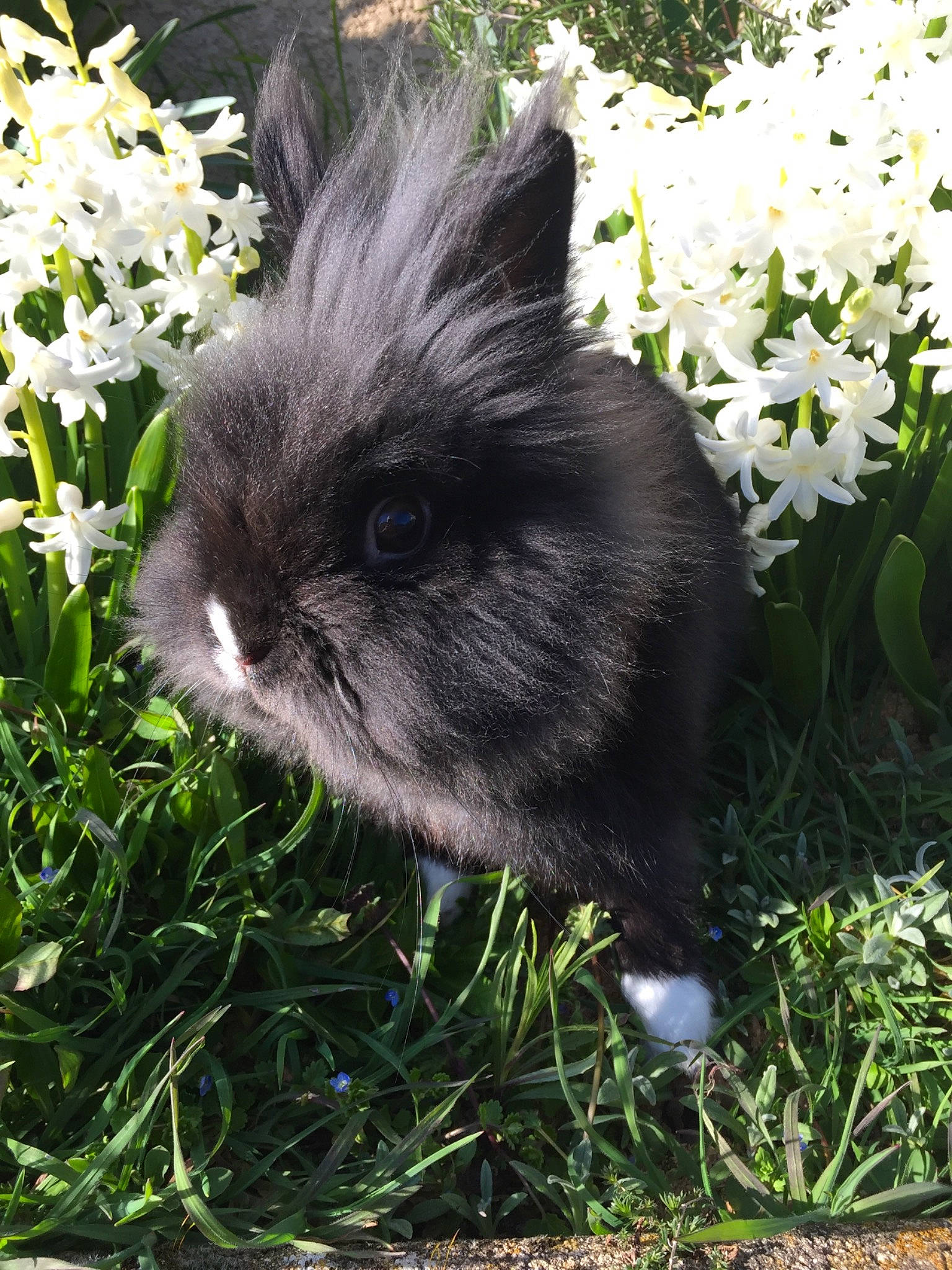 Sushi participe au concours pour gagner de l'argent avec cette photo : angora_rabbit, domestic_rabbit, grass, hare, plant, rabbit, rabbits_and_hares, whiskers