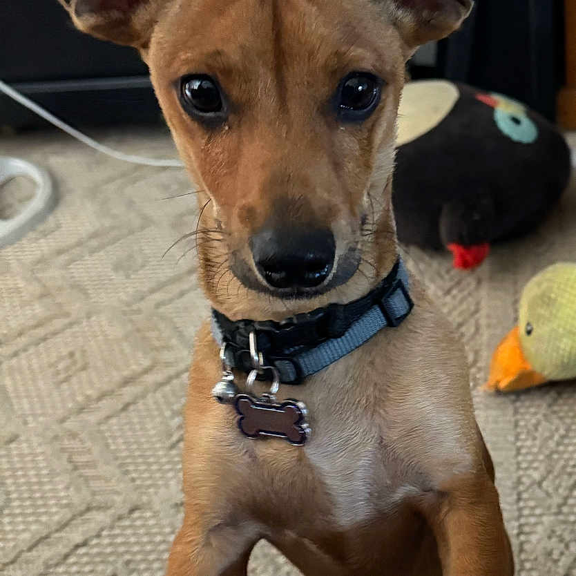 Chewy