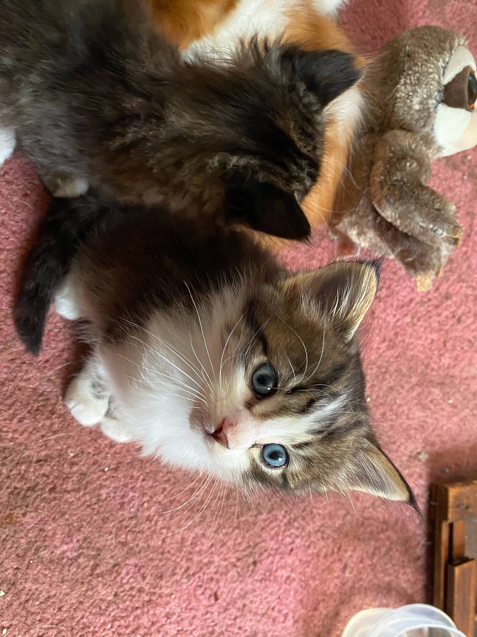 Jack is registered to the contest to win money with this photo: carnivore, cat, claw, domestic_short_haired_cat, ear, fawn, felidae, flooring, fur, paw, small_to_medium_sized_cats, snout, tail, whiskers