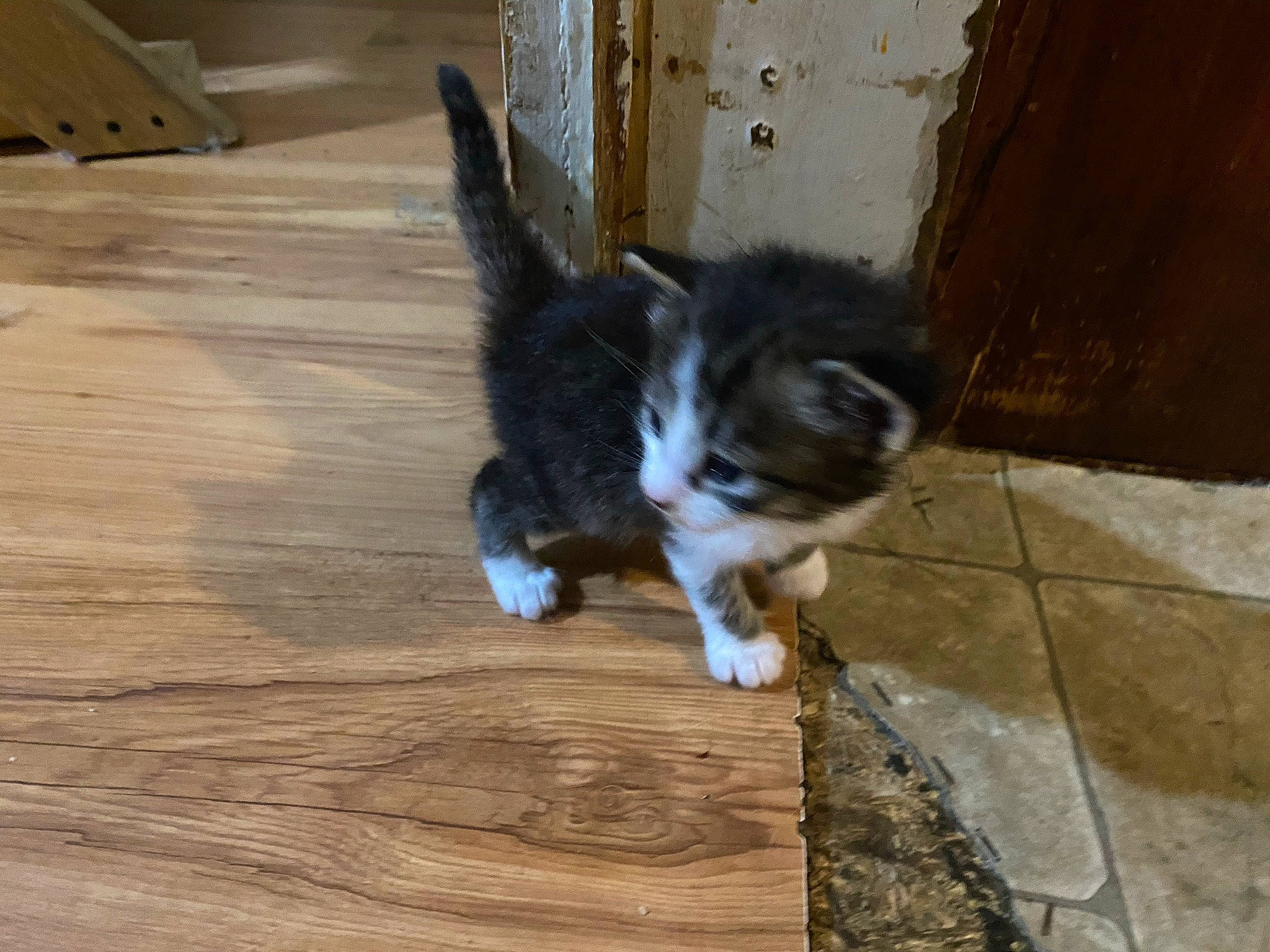 Jack is registered to the contest to win money with this photo: building_material, carnivore, cat, companion_dog, dog_breed, domestic_short_haired_cat, felidae, floor, flooring, hardwood, laminate_flooring, plank, small_to_medium_sized_cats, snout, tail, varnish, whiskers, wood, wood_flooring, wood_stain