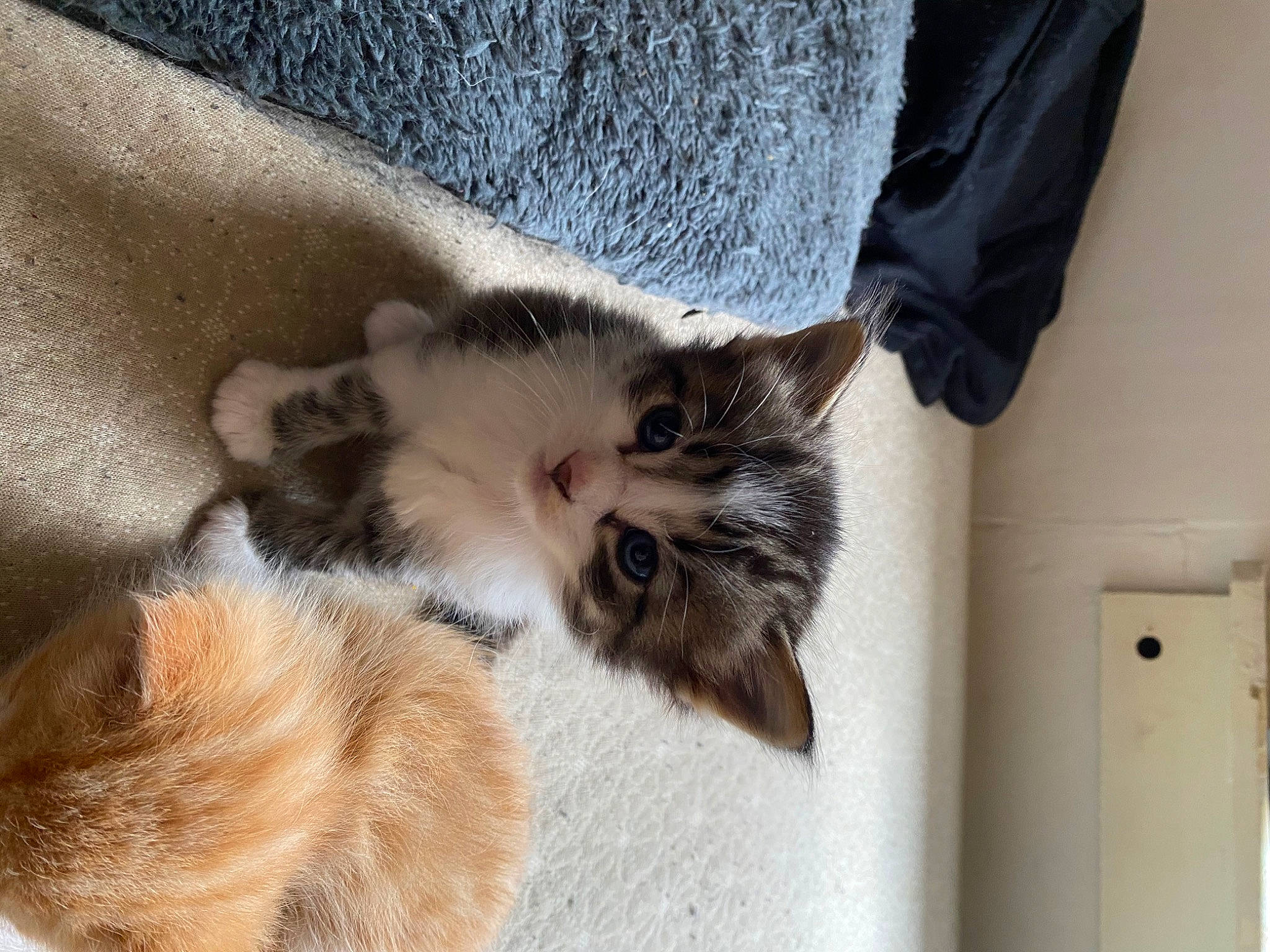 Jack joined the competition — help win amazing prizes! carnivore, cat, claw, comfort, domestic_short_haired_cat, door, fawn, felidae, fur, paw, room, sleeve, small_to_medium_sized_cats, snout, tail, whiskers, wood