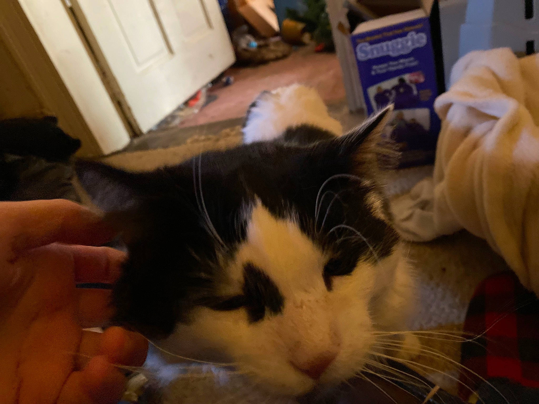 Milo is registered to the contest to win money with this photo: box, cabinetry, carnivore, cat, claw, comfort, domestic_short_haired_cat, ear, eye, felidae, fur, gesture, head, iris, lap, nose, small_to_medium_sized_cats, snout, tail, whiskers