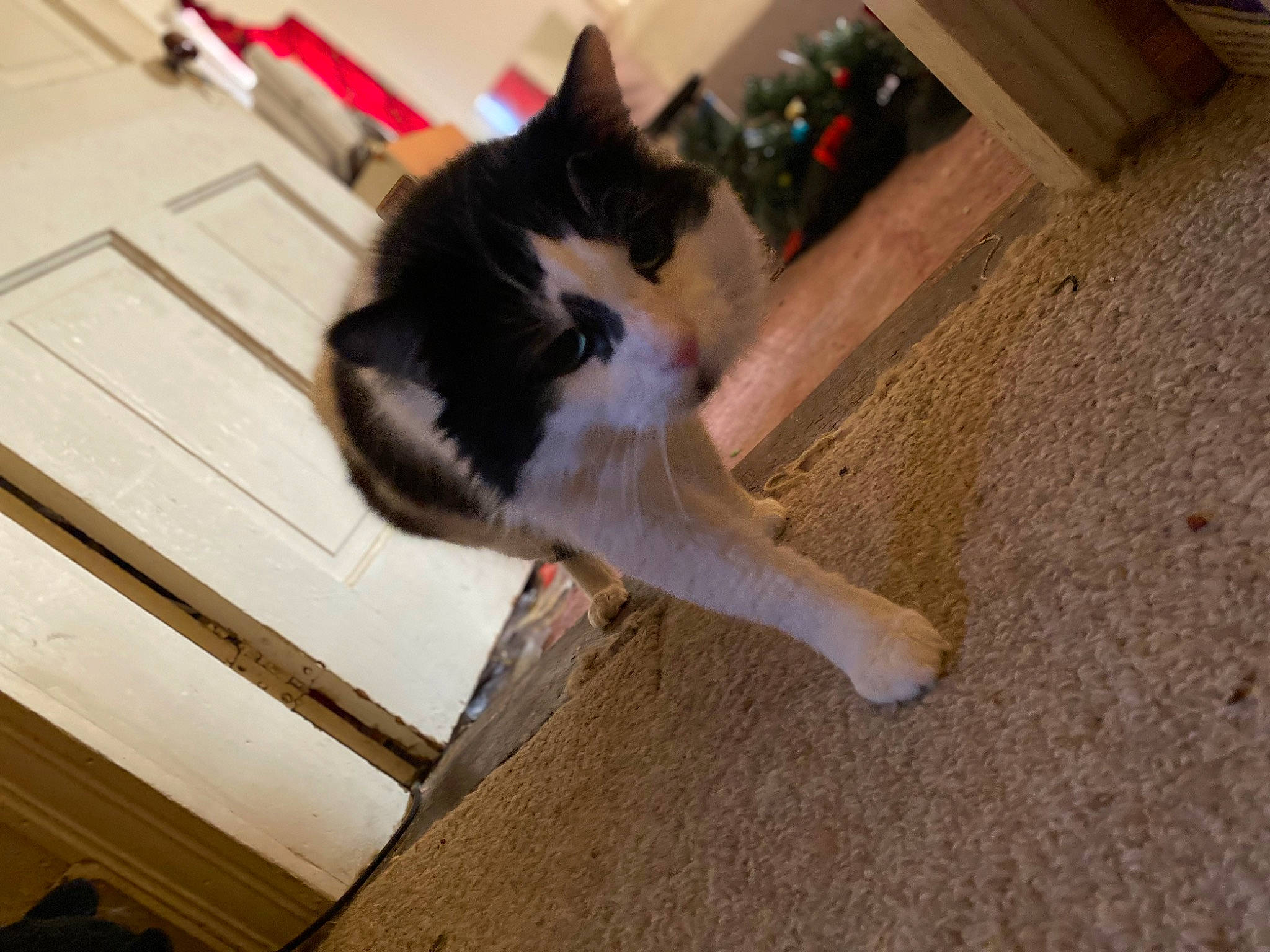 Milo is registered to the contest to win money with this photo: canidae, carnivore, cat, dog_breed, domestic_short_haired_cat, felidae, floor, flooring, fur, hardwood, leg, small_to_medium_sized_cats, tail, whiskers, wood