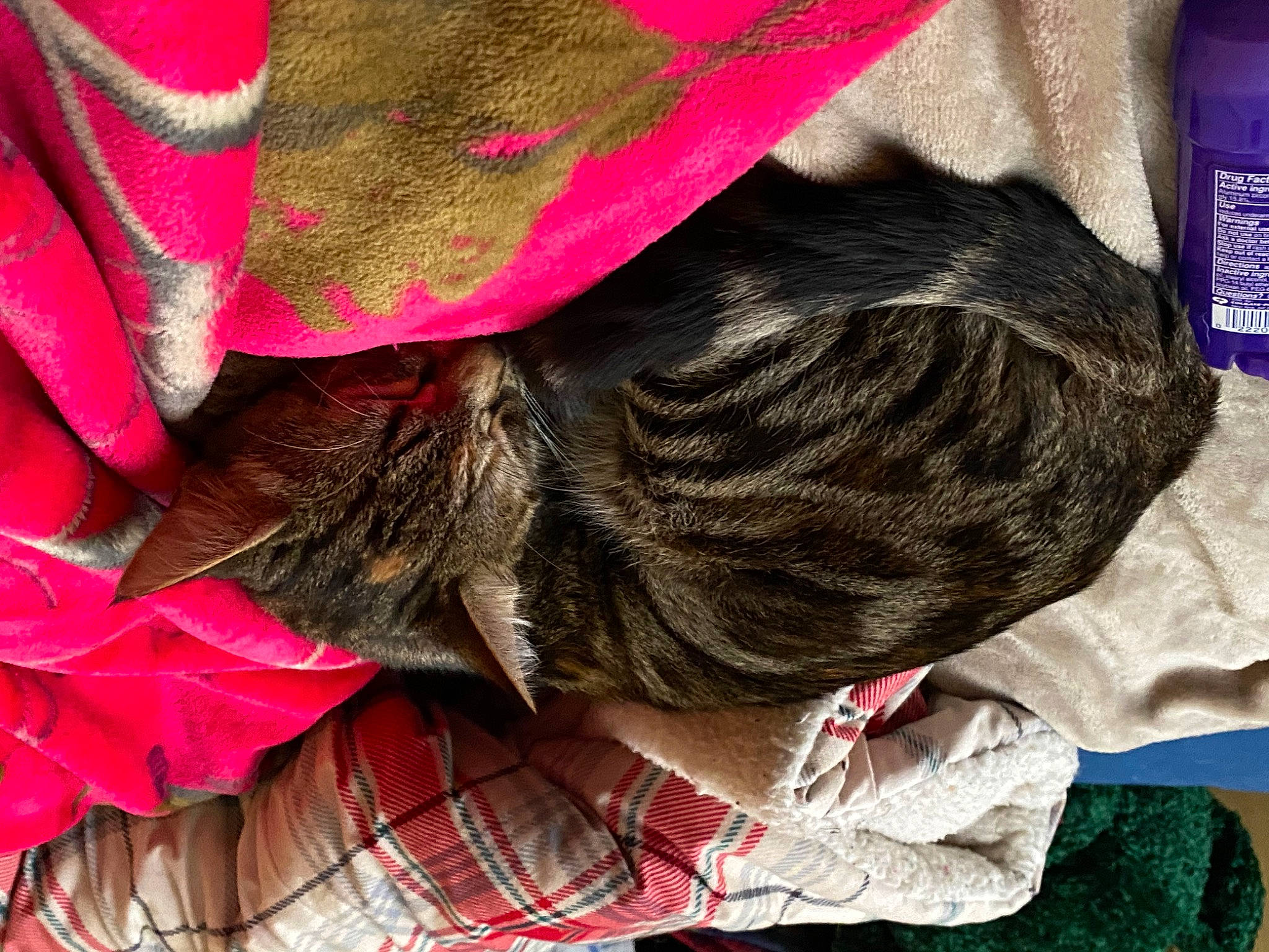 Luna joined the competition — help win amazing prizes! black_hair, carmine, comfort, design, electric_blue, fashion_accessory, fur, grass, magenta, pattern, pink, plaid, red, sleeve, street_fashion, tartan, textile, thread, tradition, wool