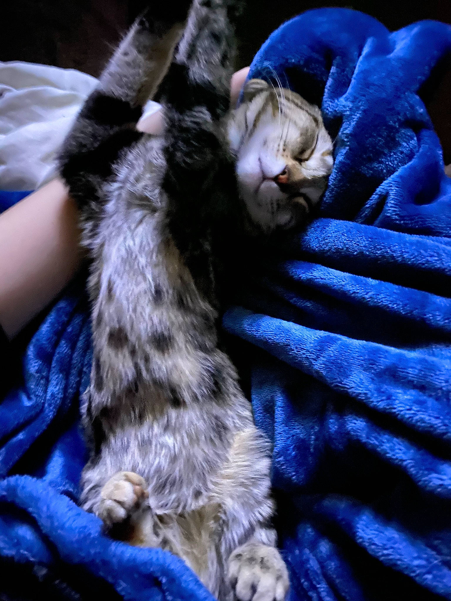 Luna joined the competition — help win amazing prizes! bed, blue, carnivore, cat, claw, comfort, domestic_short_haired_cat, electric_blue, fawn, felidae, fur, gesture, linens, nap, pattern, paw, sleep, small_to_medium_sized_cats, tail, whiskers