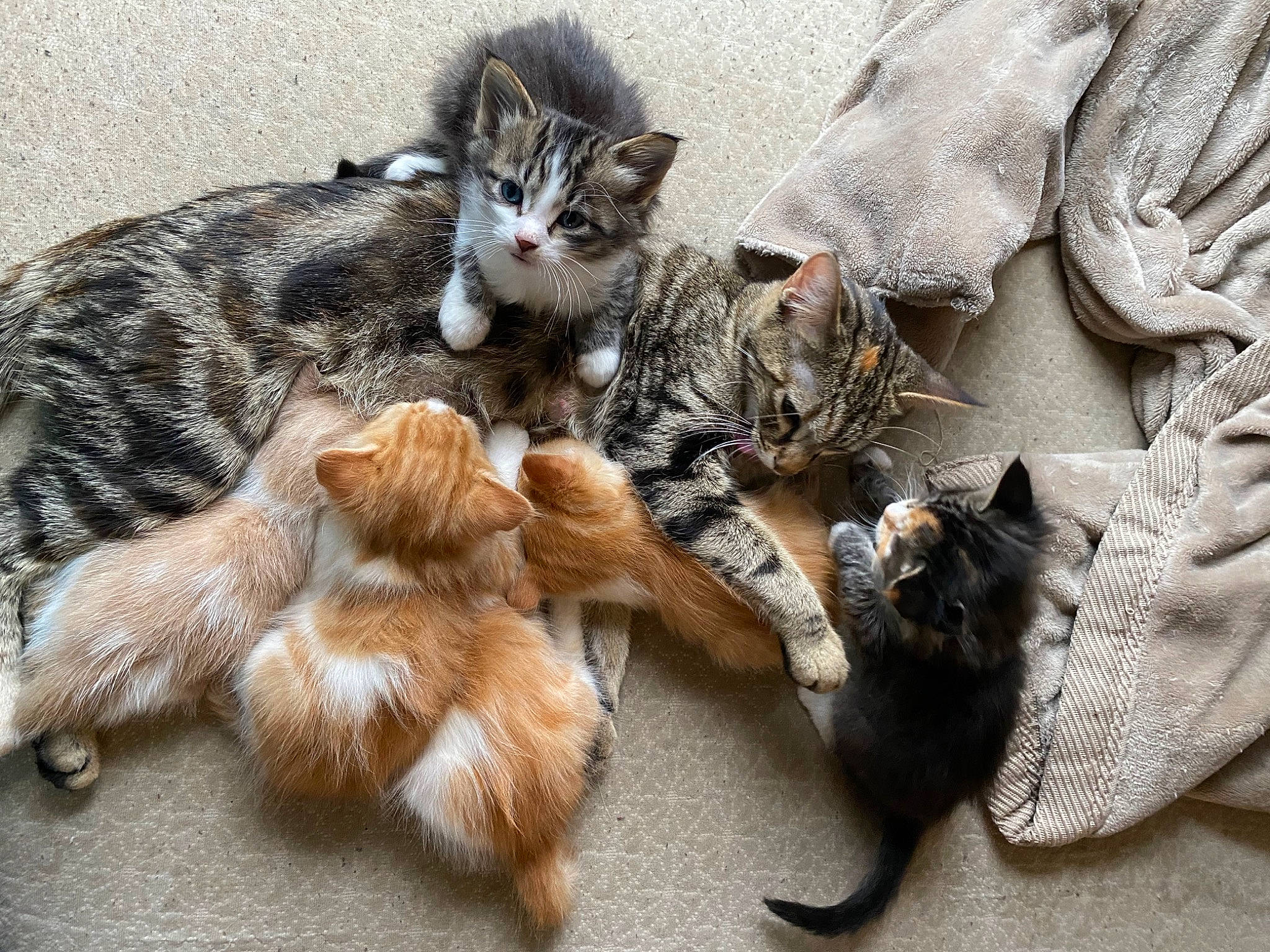 Luna is registered to the contest to win money with this photo: carnivore, cat, claw, comfort, domestic_short_haired_cat, felidae, fur, paw, sitting, small_to_medium_sized_cats, snout, tail, whiskers