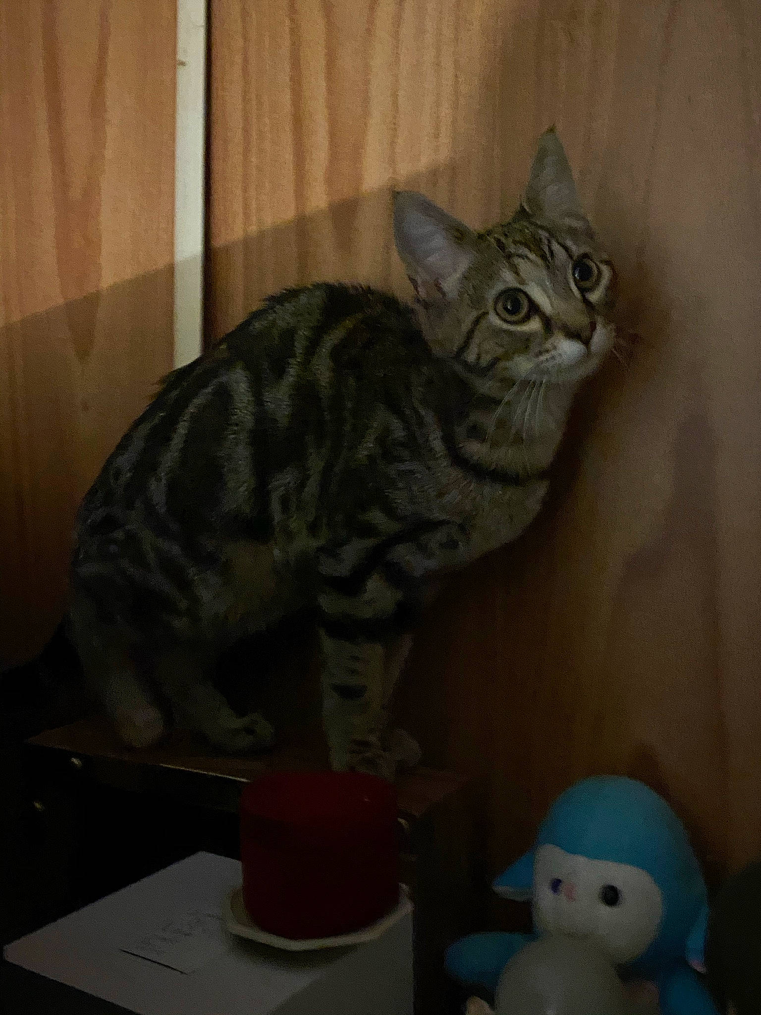 Luna joined the competition — help win amazing prizes! art, carmine, carnivore, cat, domestic_short_haired_cat, felidae, fur, grey, mammal, paw, plastic, small_to_medium_sized_cats, souvenir, stuffed_toy, table, tableware, tail, toy, vertebrate, whiskers