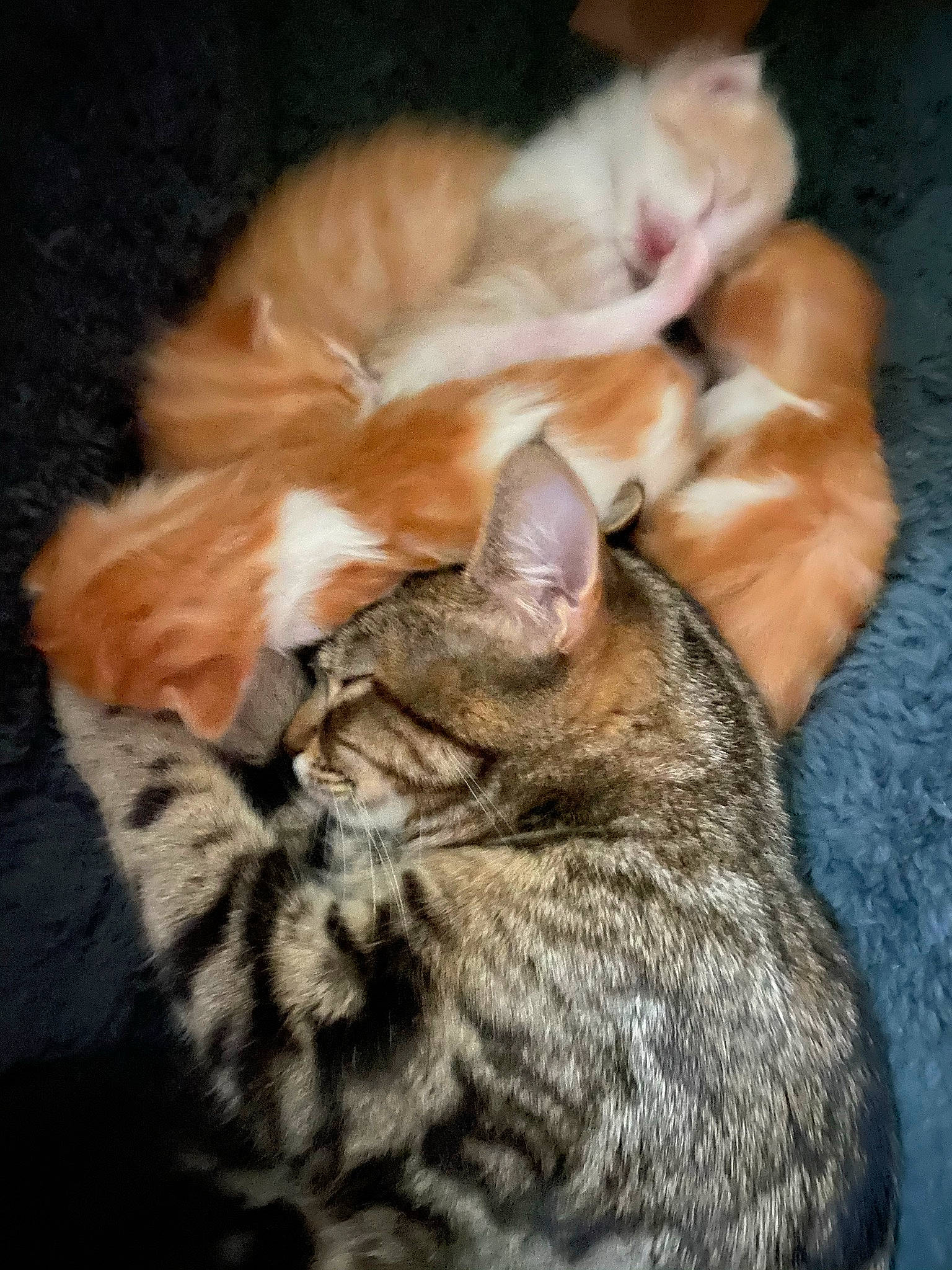 Luna is registered to the contest to win money with this photo: carnivore, cat, claw, comfort, darkness, domestic_short_haired_cat, ear, fawn, felidae, fur, nap, paw, sleep, small_to_medium_sized_cats, snout, tail, terrestrial_animal, whiskers, wildlife