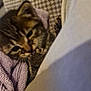 Alvin participe au concours pour gagner de l'argent avec cette photo : kitten, cat, tabby, blanket, purple_blanket, snuggling, cozy, soft, fabric, indoor, cute, pet, animal, fur, whiskers, small, young, resting, curious, comfort