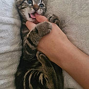 Alvin a rejoint le concours — aidez-le/la à gagner de superbes lots ! kitten, cat, playful, paw, bite, hand, human, fingers, soft, blanket, cozy, fur, striped, cute, pet, animal, indoor, resting, claws, adorable