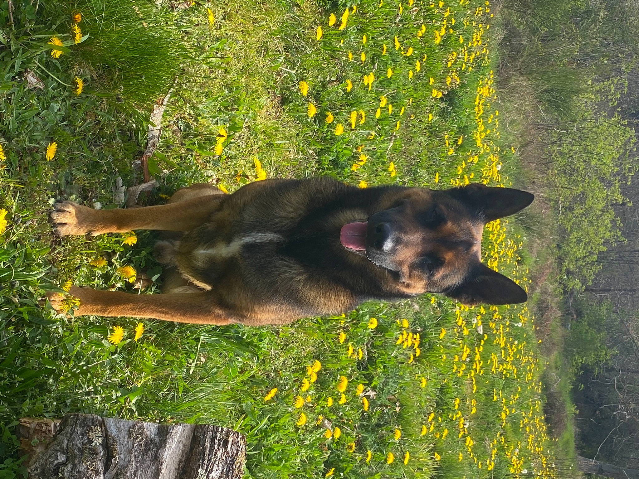 Night a rejoint le concours — aidez-le/la à gagner de superbes lots ! biome, carnivore, dog, dog_breed, fawn, flower, grass, grass_family, landscape, nature, plant, snout, sporting_group, sunlight, tail, tints_and_shades, vegetation, window, working_animal, yellow