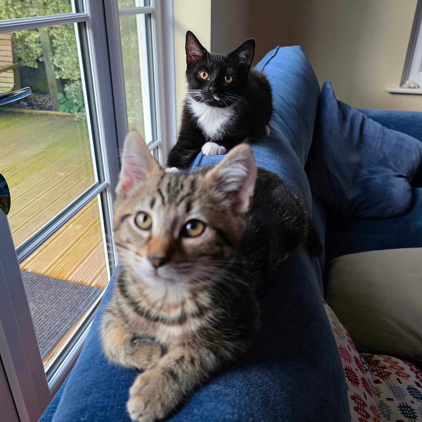 Monty And Milo joined the competition — help win amazing prizes! animal, black_and_white_cat, blue_couch, cat, couch, curious, daylight, domestic, ears, feline, fur, home, indoor, kitten, paws, pets, relaxing, tabby_cat, whiskers, window