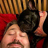Coco joined the competition — help win amazing prizes! beard, bed, close_up, cozy, cuddling, dog, ear, facial_hair, french_bulldog, harness, headboard, indoor, nuzzling, person, pet, pillow, portrait, red_blanket, sleeping, snout