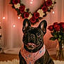 bokeh_lights, bouquet, cozy, decor, dog, fluffy_rug, french_bulldog, friendly, harness, heart_wreath, indoor, pet, pink, portrait, puppy, roses, sitting, smiling, tongue_out, valentines