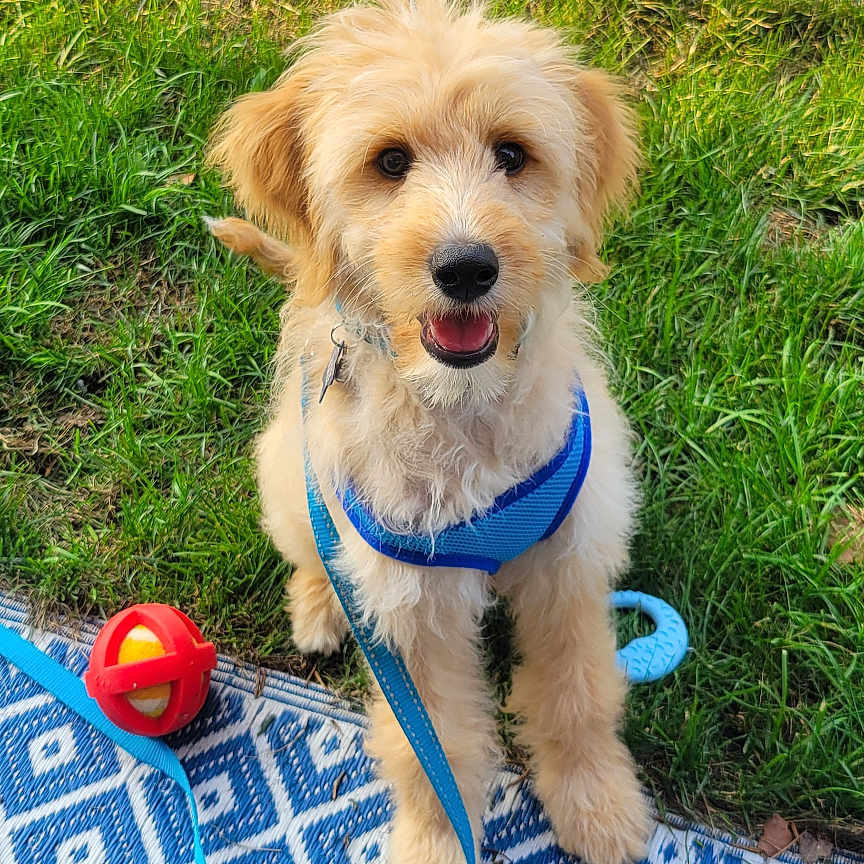 Blaze is registered to the contest to win money with this photo: accessories, animal, baby, canine, dog, goldenretriever, grass, lawn, leash, path, person, pet, plant, poodle, puppy, sidewalk, sphere, strap, summer, terrier