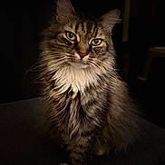 Maxwell is registered to the contest to win money with this photo: cat, fluffy, green_eyes, sitting, dark_background, pet, feline, whiskers, animal, portrait, fur, indoor, cute, tabby, white_paws, calm, focused, mammal, domestic_cat, long_hair