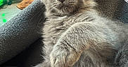 Barney Et Belly participe au concours pour gagner de l'argent avec cette photo : animal, blanket, cat, close_up, cozy, curious, cute, domestic, ears, feline, fluffy, gray_fur, indoor, kitten, mammal, paw, pet, relaxed, whiskers, young