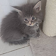 Barney Et Belly participe au concours pour gagner de l'argent avec cette photo : kitten, cat, pet, gray_fur, fluffy, whiskers, blue_eyes, collar, scratching_post, carpet, tile_floor, indoor, corner, small, sitting, close_up, portrait, cute, young, curious