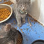 kitten, cat, gray_cat, kittens, cat_face, collar, bell, food_bowl, kibble, water_bowl, blue_towel, feeding_area, indoor, messy_floor, paw, ears, staring, pet, portrait, close_up