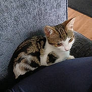 Nala is registered to the contest to win money with this photo: animal, cat, chair, cozy, curious, cute, domestic_cat, feline, fur, gray_fabric, home, indoor, kitten, looking, pet, sitting, small, tabby, wooden_floor, young_cat