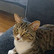 Hunter is registered to the contest to win money with this photo: animal, cat, closeup, couch, cozy, curious, domestic_animal, ears, feline, fur, furniture, green_eyes, indoor, living_room, pet, resting, tabby_cat, whiskers, white_chest, white_paws