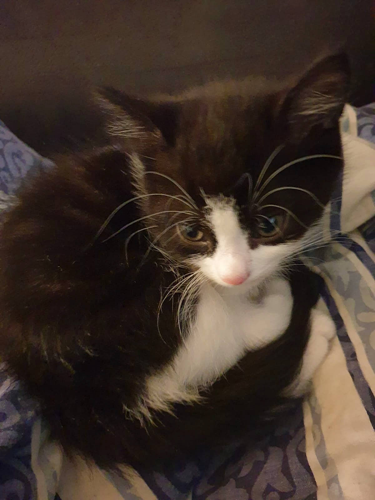 Cecil is registered to the contest to win money with this photo: black_and_white, carnivore, cat, domestic_short_haired_cat, ear, european_shorthair, eye, felidae, fur, kitten, norwegian_forest_cat, nose, small_to_medium_sized_cats, snout, whiskers