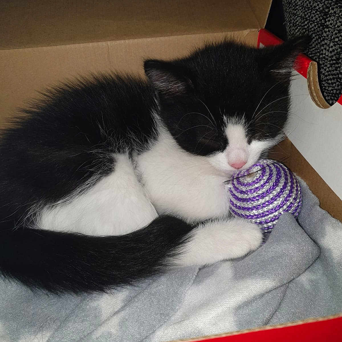 Cecil is registered to the contest to win money with this photo: carnivore, cat, domestic_short_haired_cat, european_shorthair, felidae, fur, kitten, mammal, polydactyl_cat, small_to_medium_sized_cats, tail, whiskers