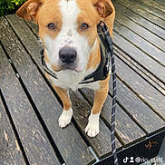 Rio participe au concours pour gagner de l'argent avec cette photo : accessories, animal, architecture, building, canine, deck, dog, hound, house, housing, indoors, interiordesign, leash, pet, porch, puppy, strap, water, waterfront, wood