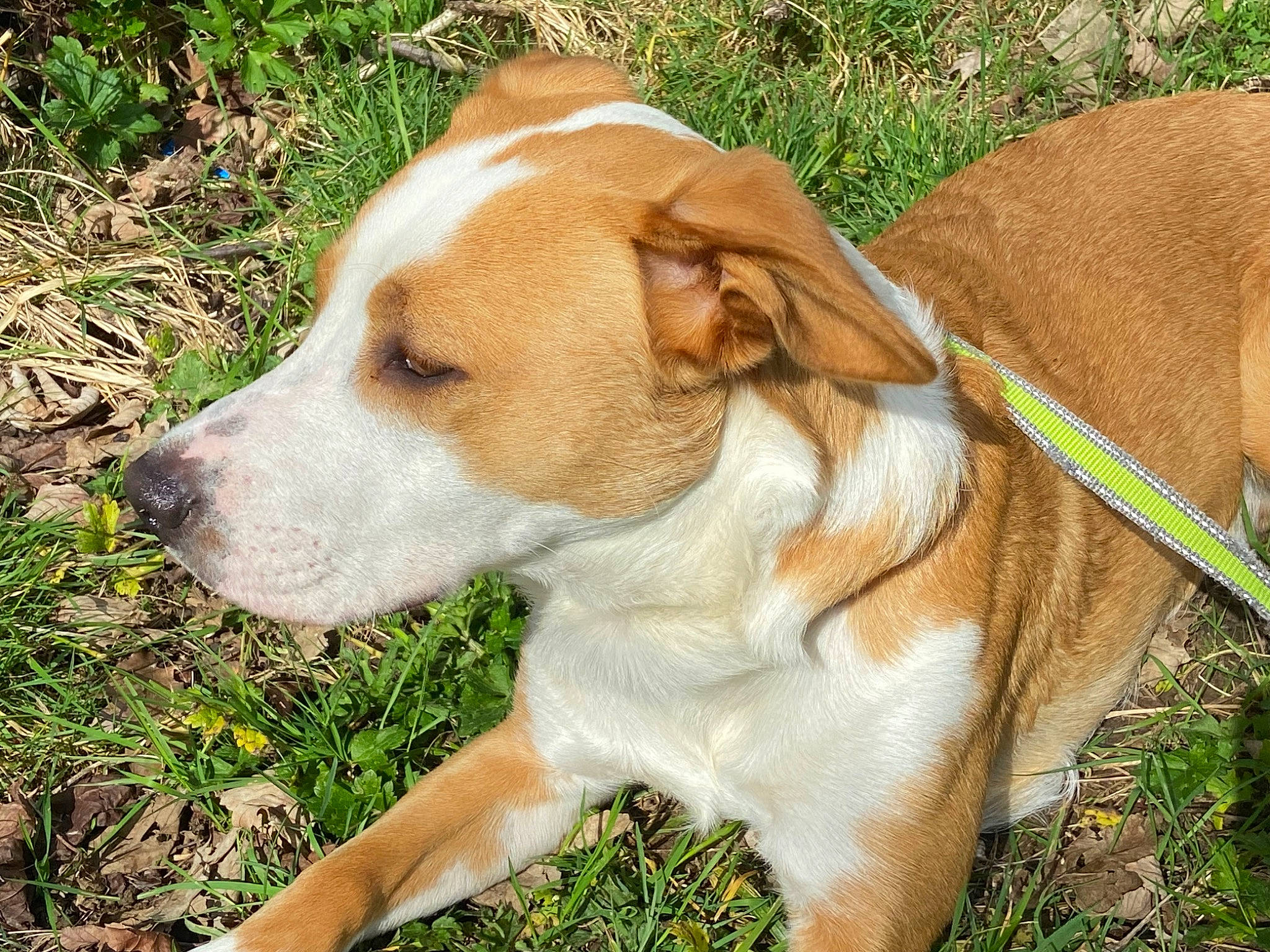 Rio a rejoint le concours — aidez-le/la à gagner de superbes lots ! ancient_dog_breeds, canidae, carnivore, collar, companion_dog, dog, dog_breed, dog_collar, fawn, grass, hunting_dog, non_sporting_group, plant, snout, sporting_group, tail, terrestrial_animal, whiskers, working_animal, working_dog