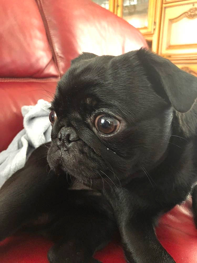 Pepino a rejoint le concours — aidez-le/la à gagner de superbes lots ! canidae, carnivore, companion_dog, dog, dog_breed, fawn, mammal, pug, puppy, skin, snout, sporting_group, toy_dog, vertebrate, whiskers, wrinkle