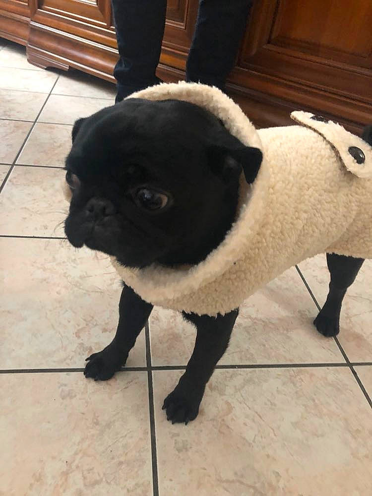 Pepino a rejoint le concours — aidez-le/la à gagner de superbes lots ! canidae, carnivore, companion_dog, dog, dog_breed, fawn, fur, mammal, non_sporting_group, pug, puppy, snout, sporting_group, tail, toy_dog, vertebrate