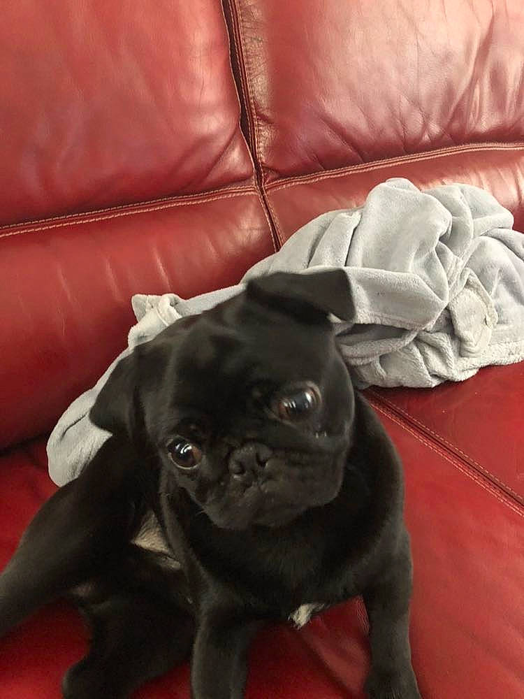 Pepino participe au concours pour gagner de l'argent avec cette photo : canidae, carnivore, companion_dog, dog, dog_breed, fawn, mammal, pug, puggle, puppy, skin, snout, sporting_group, toy_dog, vertebrate