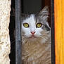 cat, animal, pet, fluffy, white, gray, green_eyes, close_up, curious, whiskers, fur, indoors, bars, window, face, portrait, looking, cute, feline, soft
