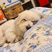 Réo a rejoint le concours — aidez-le/la à gagner de superbes lots ! dog, sleeping, bed, quilt, fluffy, white, indoor, cozy, resting, pet, soft, blanket, home, furniture, relaxing, cute, animal, comfort, closeup, napping