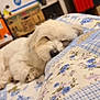 dog, sleeping, bed, quilt, fluffy, white, indoor, cozy, resting, pet, soft, blanket, home, furniture, relaxing, cute, animal, comfort, closeup, napping